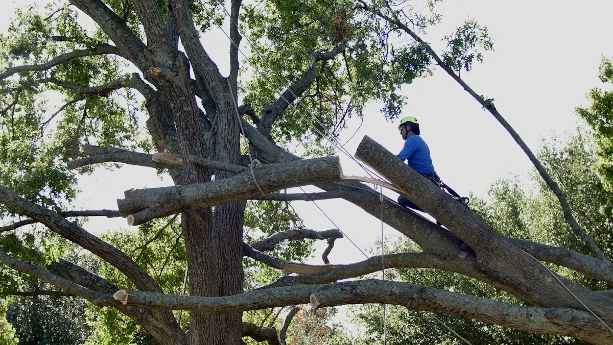 Professional Crown Thinning performed by certified arborists in Parkton